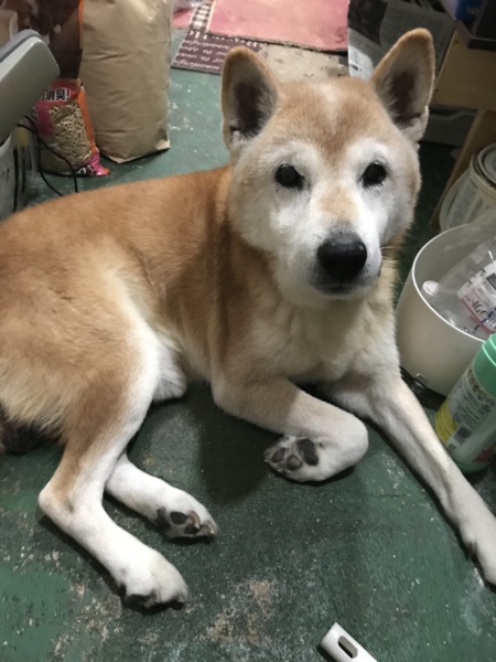 上品な育ち おじーちゃん 兵庫県 犬の里親募集 ペットのおうち 月間利用者150万人