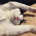 おすましかと思ったら甘えんぼふわふわ猫