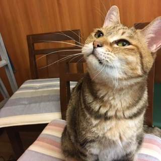 アメショの甘えん防さん。