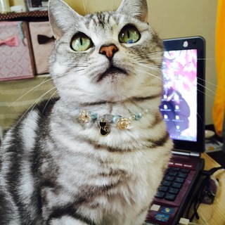 仙台市内で猫の里親さん募集