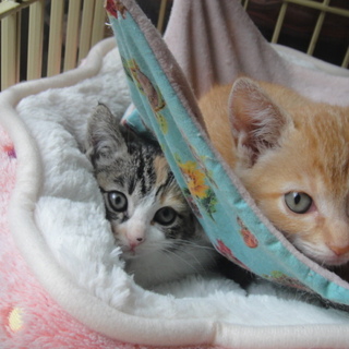 吉田ちゃんに斉藤ちゃん、姉妹