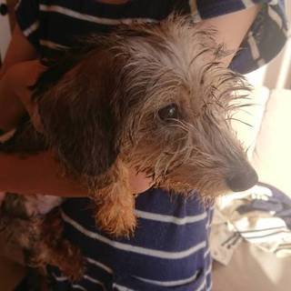 ミニチュアダックスフント仔犬の里親様募集致します。