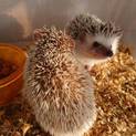 ハリネズミの里親様募集致します。
