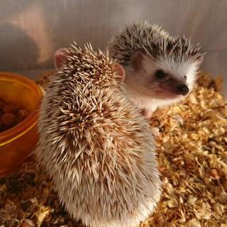 ハリネズミの里親様募集致します。