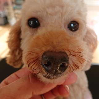 トイプードル 女の子