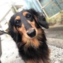 5歳、去勢雄のダックスフンドの里親募集