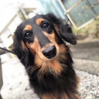 5歳、去勢雄のダックスフンドの里親募集