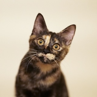 人が大好きなサビ猫ちゃんです