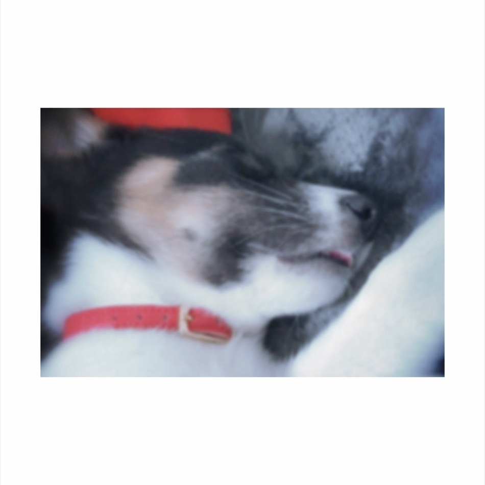 ベイリーのカバー写真