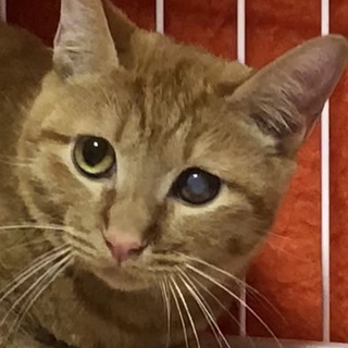 甘えん坊で元気いっぱいの茶トラ男子りくくん♪