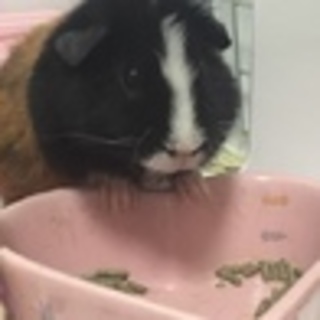 モルモット女の子♡