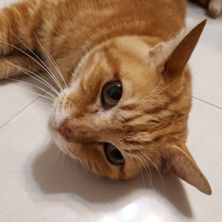 アメショー里親募集中