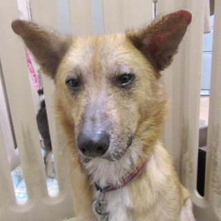 わんこ大好き！食いしん坊のムクだよー