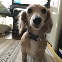 おかゆ