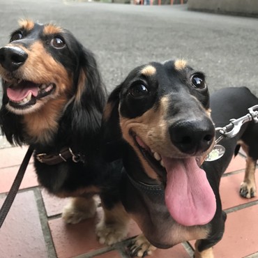 同居犬の日向！なかよしです( *˙꒳˙ *)