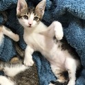 美猫 子猫の里親募集 キジ キジ白