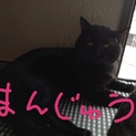 【希望者様やり取り中】おまんじゅうみたいな黒猫
