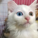 FIVのお母さんから産まれた子猫