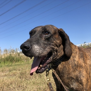 ダンディでワイルドな耀一郎！タフな里親様募集中！