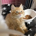 FIVのお母さんから産まれた子猫