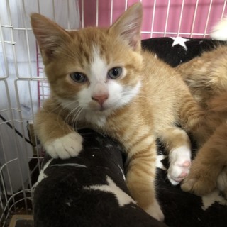FIVのお母さんから産まれた子猫