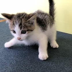 ドッグプランニング☆猫とペッパーくん譲渡会