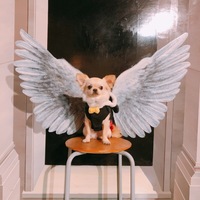 のあ