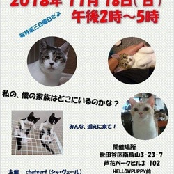 猫の里親会＠芦花公園