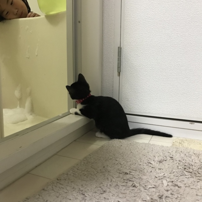 アキコットのカバー写真