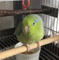 マメルリハ（鳥かご付き）の募集