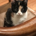 ミケ猫の子猫ちゃん 女の子です