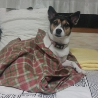 モモ