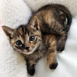 譲渡会参加！ママどこ～？と鳴いていた、なーやちゃん