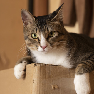 人が大好き  手袋と靴下を履いた男の子