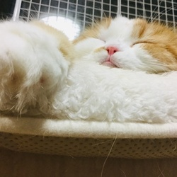 「ペットショップでペットと出逢うこと」サムネイル3