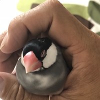 ぶんけ