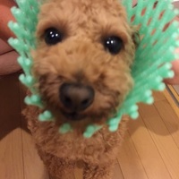 モコ