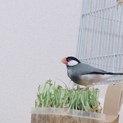 手乗り文鳥の里親募集です