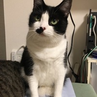 あんこ