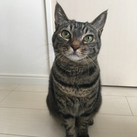 あんず