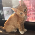 3ヶ月くらいの男の子です