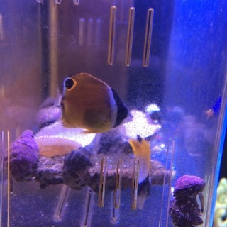 海水魚　ナミチョウ　トゲチョウ　ベビー