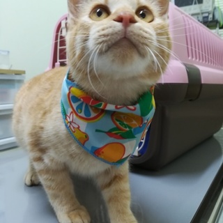 とらとら仔猫