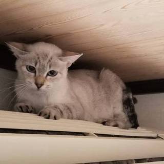 お家決定！美しいシャム風の母猫♀ピア
