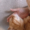 ななちょん_
