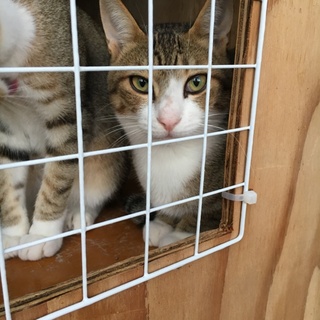 鼻と肉球がピンクの美猫 キジ白