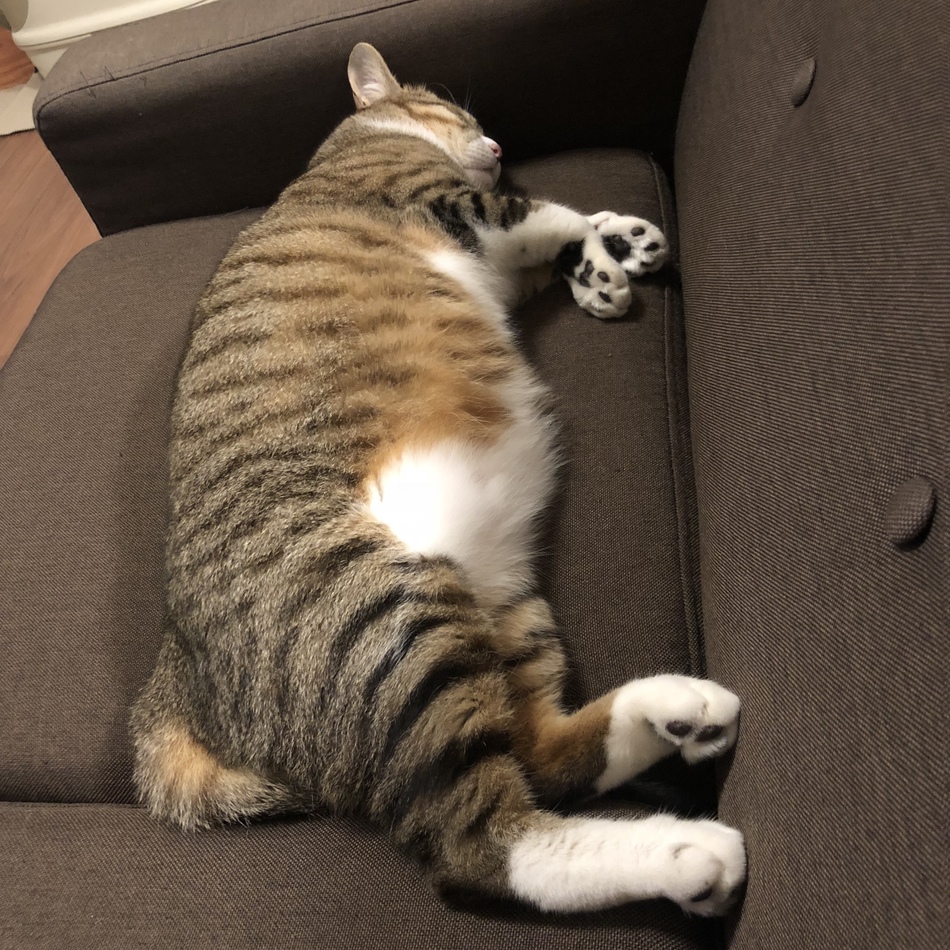 まるのカバー写真