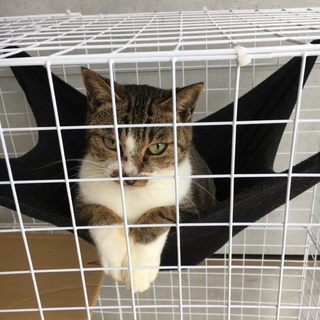 とっても甘えん坊な母猫 キジ白