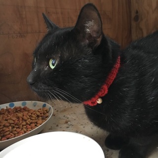 おっとり大人しい黒猫