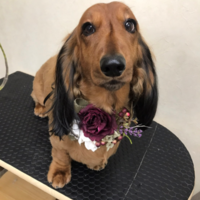 プリンツ　PRINZ